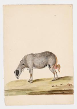 Domestic Sheep (Broad Fat-Tailed), female