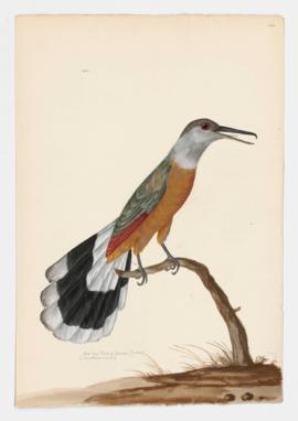 Old Man Bird of Jamaica (Cuckoo)