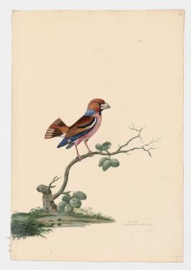 Hawfinch