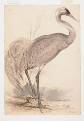 Crane (Megalornis grus)