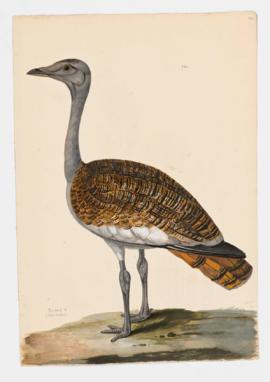 Bustard [female]