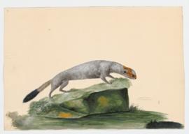 Stoat or Ermine