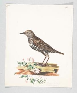 Common Starling (Sturnus vulgaris)