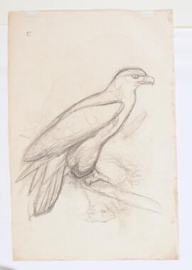 [Unidentified raptor and mammal]