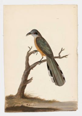 Mangrove Cuckoo