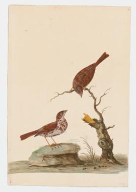 Fox Sparrow