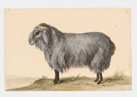 Domestic Sheep (Criollo), male