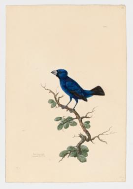 Blue Grosbeak