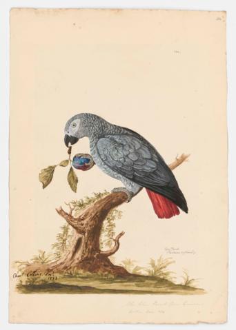 Open original Digital object