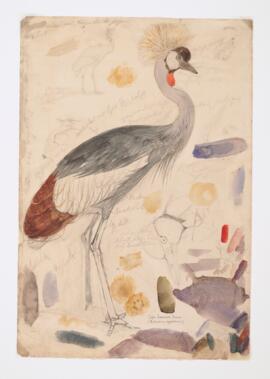 South African crowned crane (balearica regulorum)
