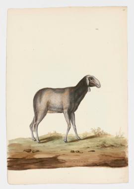 Domestic Sheep