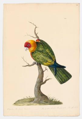 Rose-faced Parrot