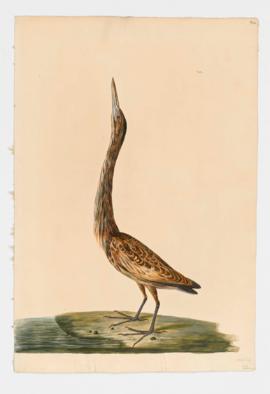 Great Bittern