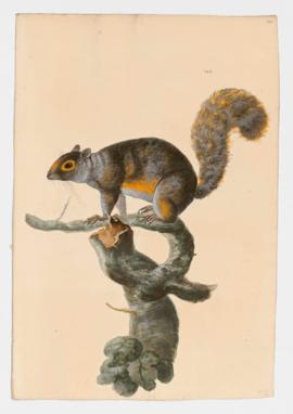 Brazilian Squirrel, Guianan Squirrel