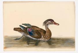 Wood Duck [female]