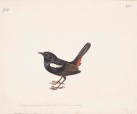 Indian robin (Copsychus fulicatus)