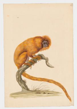 Golden Lion Tamarin