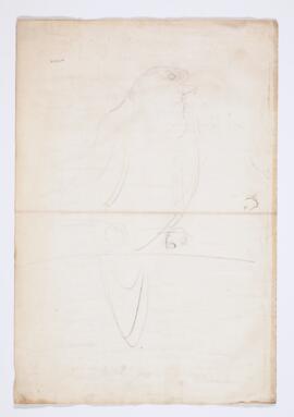 [Unidentified bird]