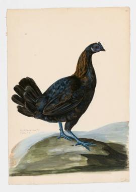 Domestic Fowl [female]