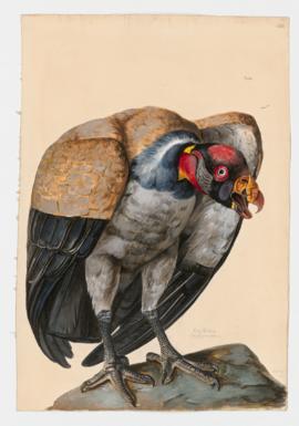 King vulture