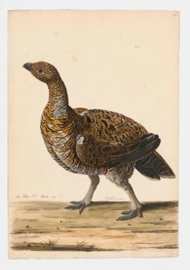 Capercaillie [female]