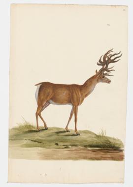 Red Deer, male