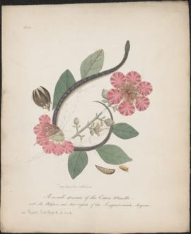 A small specimen of the Cobra Minelle : with the Blossoms and Seed-vessels of the Lagerstroemia R...