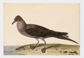 Arctic or Richardson’s Skua