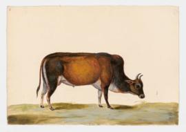 Gaur, Indian Bison