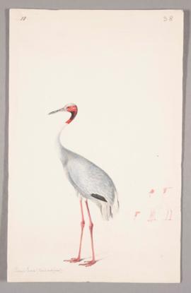 Sarus crane (Antigone antigone)