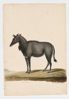 Nilgai or Blue Bull [male]