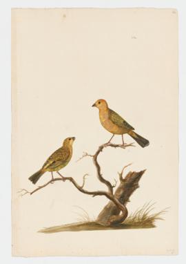 Finch