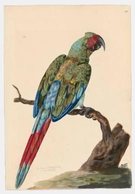 The green or Military Macaw