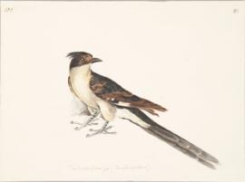 Pied Cuckoo (Clamator jacobinus)