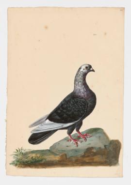 Rock Dove, Rock Pigeon