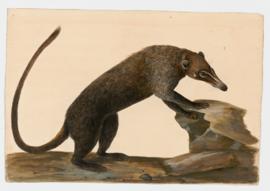 White-nosed Coati