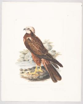 Western marsh harrier (Circus aeruginosus)