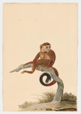 Tufted Capuchin, Brown Capuchin