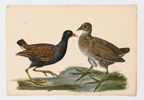 Open original Digital object