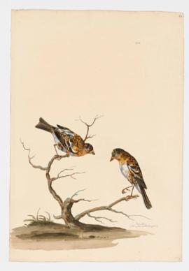 Brambling