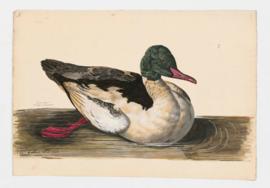 Goosander [male]