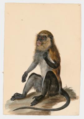 Campbell's Guenon