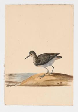 Green Sandpiper