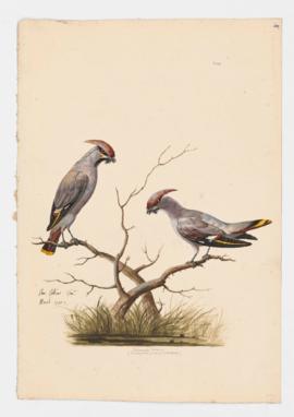 Bohemian Waxwing