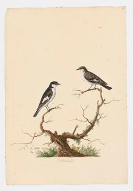 Pied Flycatcher [male]&[female]