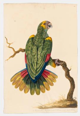 Parrot of St. Thomas