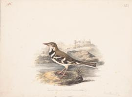 Forest wagtail (Dendronanthus indicus)