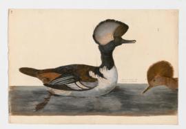 Hooded Merganser [male]&[female]