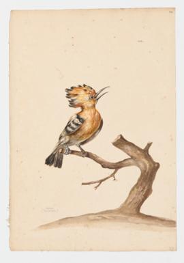 Hoopoe