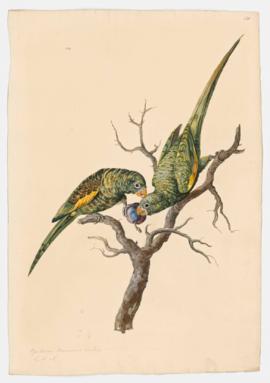 Canary-winged parakeet